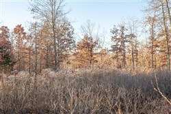 property photo for Dutchmanhollow Tract 6, 6.41 acres for sale in Fulton County, Arkansas