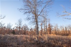 property photo for Dutchmanhollow Tract 6, 6.41 acres for sale in Fulton County, Arkansas