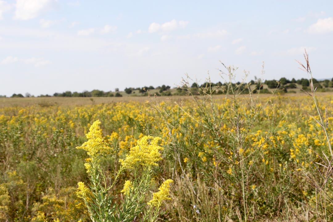 Tract 21 at Cowboy Meadows in Chautauqua County, Kansas