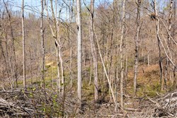 property photo for Creek Hollow Phase I Tract 44, 8.74 acres for sale in Rockcastle County, Kentucky