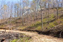 property photo for Creek Hollow Phase I Tract 44, 8.74 acres for sale in Rockcastle County, Kentucky