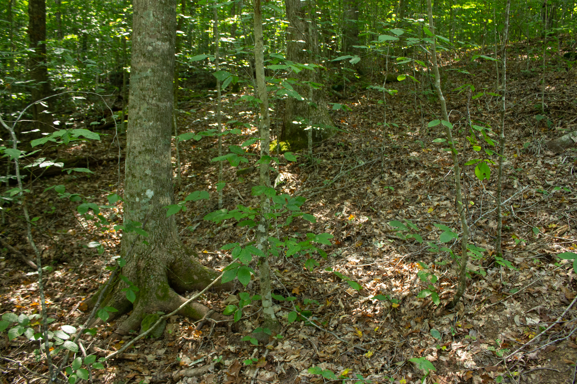 Tract 10 at Blue Grass Ridge in Wayne County, Kentucky