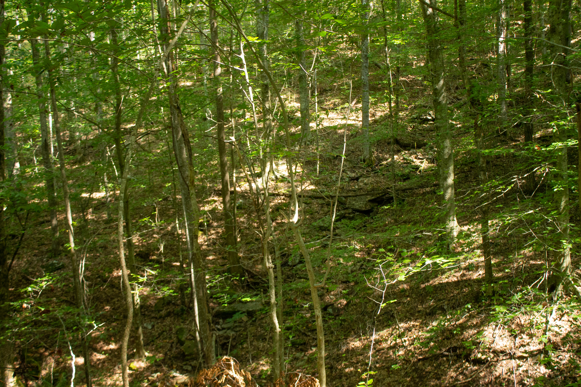 Tract 12 at Blue Grass Ridge in Wayne County, Kentucky