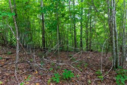 property photo for Cypress Ridge Tract 22, 9.53 acres for sale in Reynolds County, Missouri