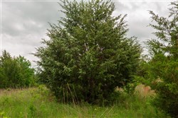 property photo for Prairie Grove Tract 12, 5.6 acres for sale in Okfuskee County, Oklahoma
