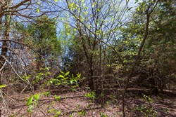 property photo for Prairie Grove Tract 12, 5.6 acres for sale in Okfuskee County, Oklahoma