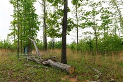property photo for Red Barn Ranch Tract 12, 8.04 acres for sale in Benton County, Tennessee