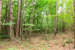 property photo for Whiskey Ridge Tract 85, 12.9 acres for sale in Henderson County, Tennessee