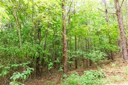 property photo for Whiskey Ridge Tract 85, 12.9 acres for sale in Henderson County, Tennessee