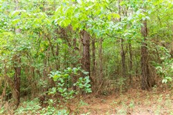 property photo for Whiskey Ridge Tract 85, 12.9 acres for sale in Henderson County, Tennessee