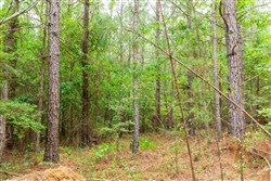 property photo for Whiskey Ridge Tract 85, 12.9 acres for sale in Henderson County, Tennessee