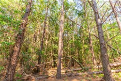 property photo for Whiskey Ridge Tract 88, 9.37 acres for sale in Henderson County, Tennessee