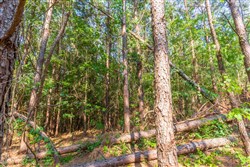 property photo for Whiskey Ridge Tract 88, 9.37 acres for sale in Henderson County, Tennessee