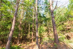 property photo for Whiskey Ridge Tract 88, 9.37 acres for sale in Henderson County, Tennessee