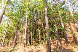 property photo for Whiskey Ridge Tract 88, 9.37 acres for sale in Henderson County, Tennessee