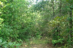 property photo for Sugartree Falls Tract 10, 5.23 acres for sale in Wayne County, Tennessee