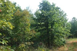 property photo for Sugartree Falls Tract 10, 5.23 acres for sale in Wayne County, Tennessee