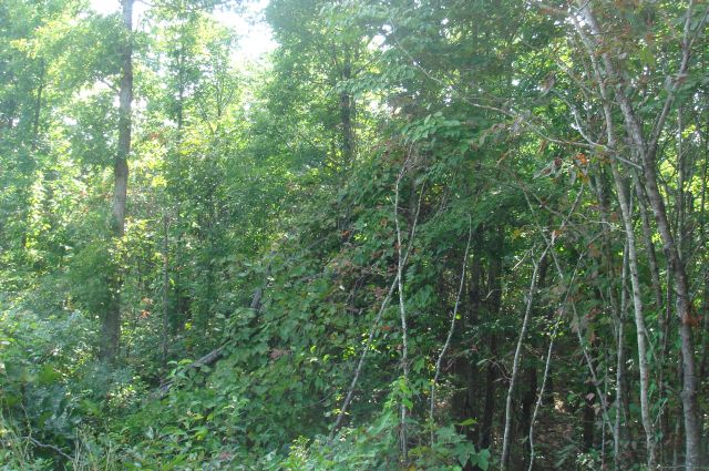Tract 12 at Sugartree Falls in Wayne County, Tennessee