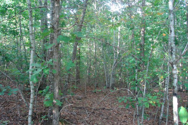 Tract 13 at Sugartree Falls in Wayne County, Tennessee