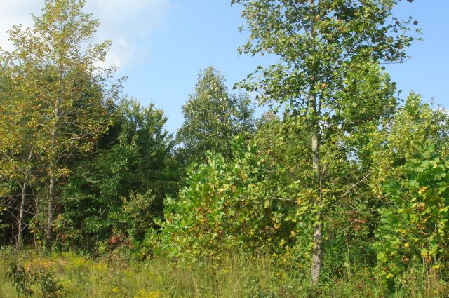 Tract 14 at Sugartree Falls in Wayne County, Tennessee