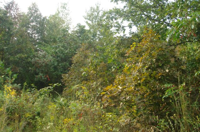 Tract 16 at Sugartree Falls in Wayne County, Tennessee