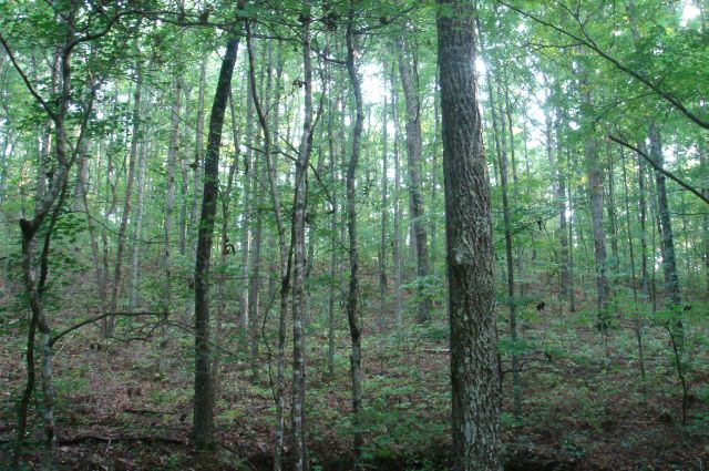 Tract 17 at Sugartree Falls in Wayne County, Tennessee