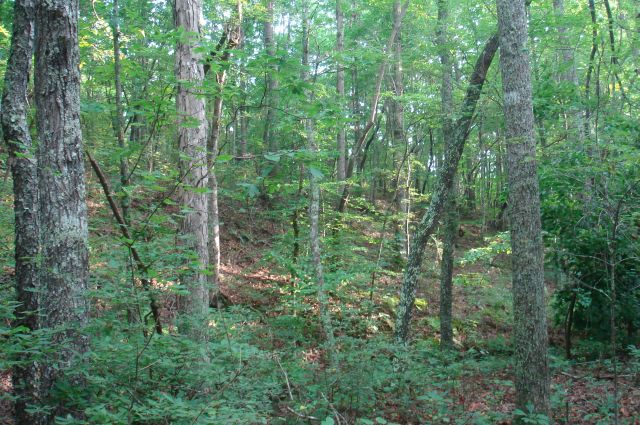 Tract 2 at Sugartree Falls in Wayne County, Tennessee