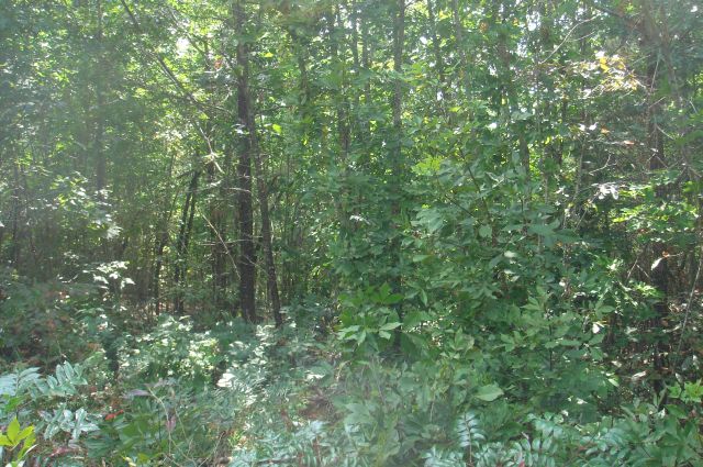 Tract 20 at Sugartree Falls in Wayne County, Tennessee