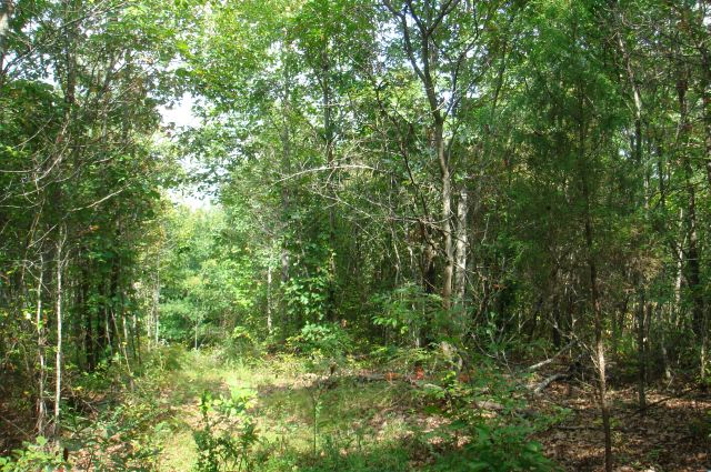 Tract 21 at Sugartree Falls in Wayne County, Tennessee