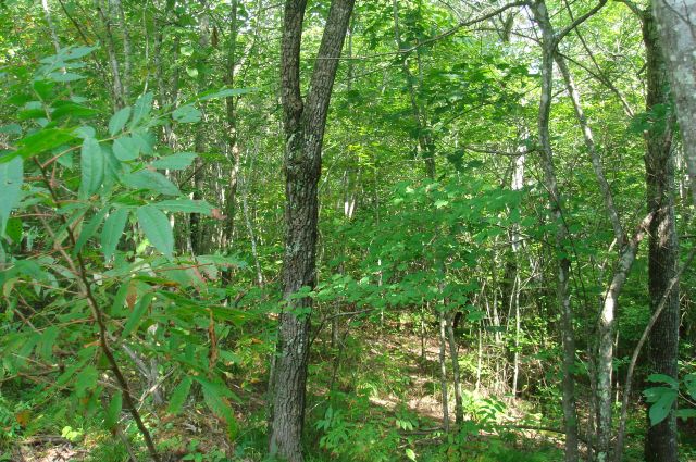 Tract 22 at Sugartree Falls in Wayne County, Tennessee