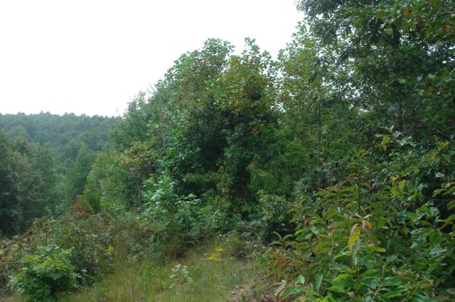 Tract 23 at Sugartree Falls in Wayne County, Tennessee
