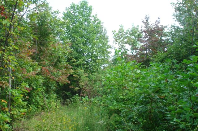 Tract 27 at Sugartree Falls in Wayne County, Tennessee