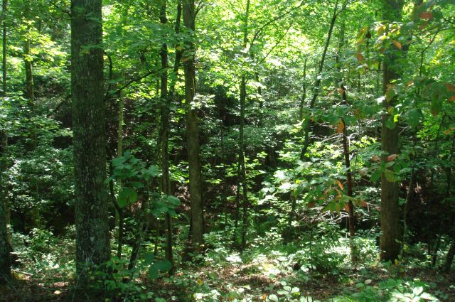 Tract 31 at Sugartree Falls in Wayne County, Tennessee