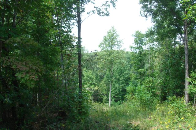 Tract 33 at Sugartree Falls in Wayne County, Tennessee