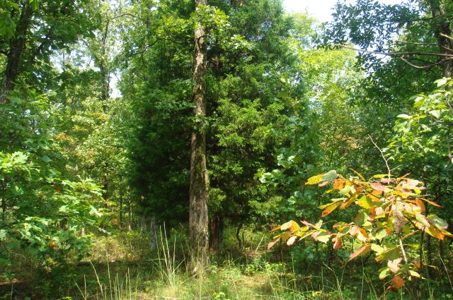 Tract 34 at Sugartree Falls in Wayne County, Tennessee