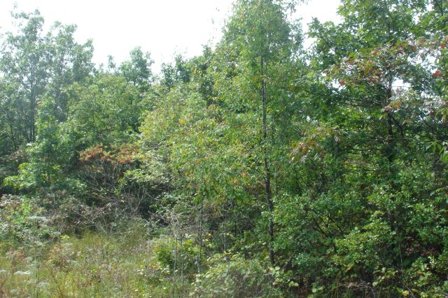 Tract 35 at Sugartree Falls in Wayne County, Tennessee
