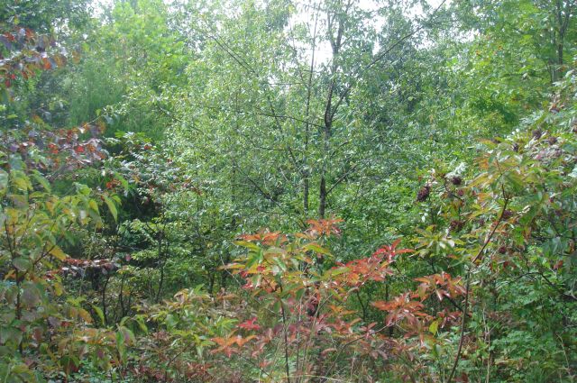 Tract 39 at Sugartree Falls in Wayne County, Tennessee