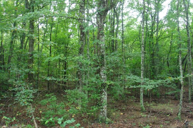 Tract 40 at Sugartree Falls in Wayne County, Tennessee