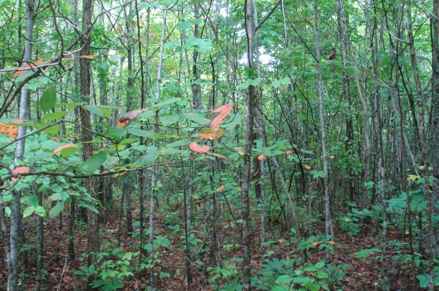 Tract 42 at Sugartree Falls in Wayne County, Tennessee