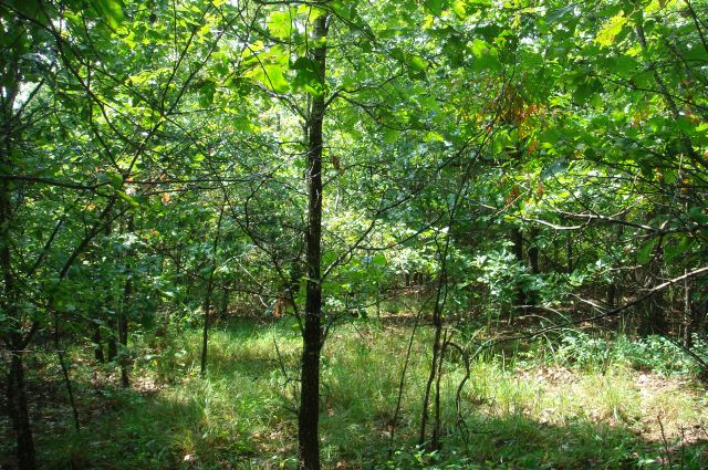 Tract 43 at Sugartree Falls in Wayne County, Tennessee