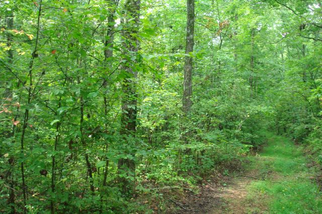 Tract 44 at Sugartree Falls in Wayne County, Tennessee
