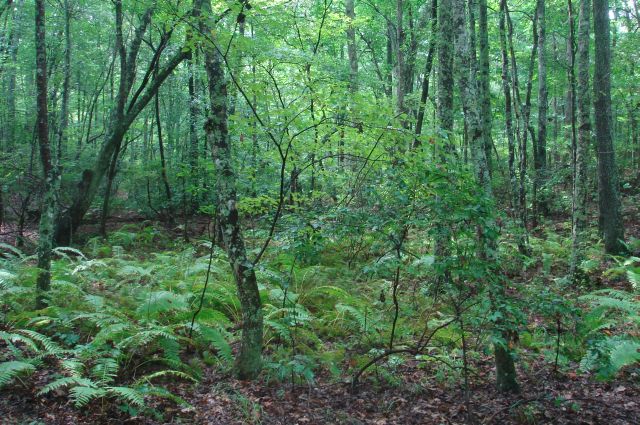 Tract 45 at Sugartree Falls in Wayne County, Tennessee