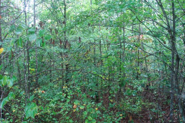 Tract 46 at Sugartree Falls in Wayne County, Tennessee