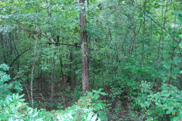 Tract 48 at Sugartree Falls in Wayne County, Tennessee