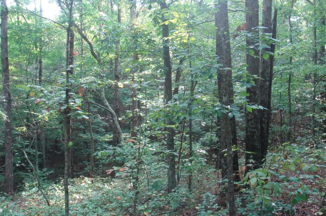 Tract 5 at Sugartree Falls in Wayne County, Tennessee