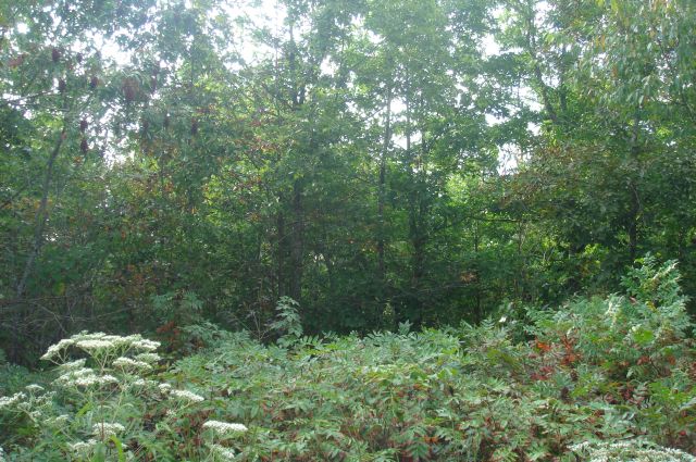 Tract 7 at Sugartree Falls in Wayne County, Tennessee