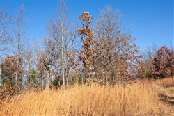 property photo for Dutchmanhollow Tract 1, 7.05 acres for sale in Fulton County, Arkansas