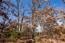 property photo for Dutchmanhollow Tract 1, 7.05 acres for sale in Fulton County, Arkansas