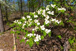 property photo for Lazybrook Tract 13, 6.56 acres for sale in Fulton County, Arkansas