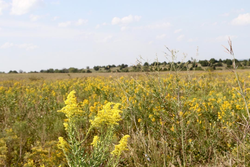 property photo for Cowboy Meadows Tract 21, 8.97 acres for sale in Chautauqua County, Kansas